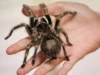 German Train Crew Discovers Abandoned Package with Tarantulas