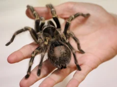German Train Crew Discovers Abandoned Package with Tarantulas